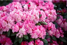 Yaku-Rhododendron 'Polaris' 60-er Stamm, Topfgröße 10 Liter