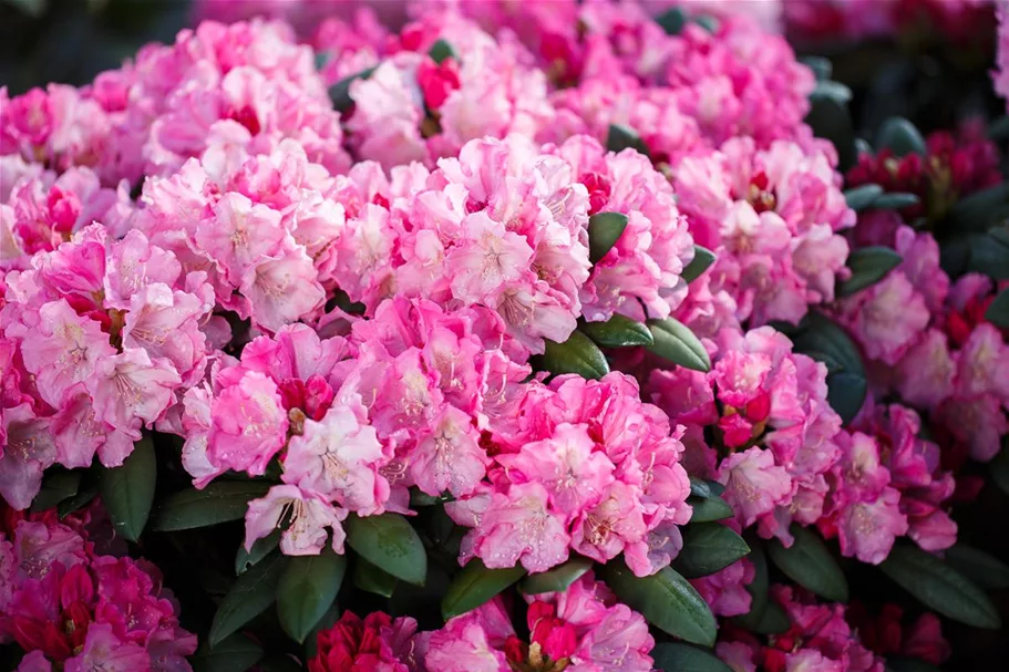 Yaku-Rhododendron 'Polaris' 60-er Stamm, Topfgröße 10 Liter