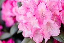 Yaku-Rhododendron 'Polaris' 60-er Stamm, Topfgröße 10 Liter