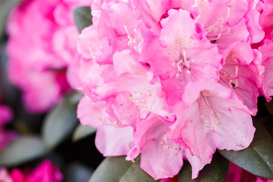 Yaku-Rhododendron 'Polaris' 60-er Stamm, Topfgröße 10 Liter