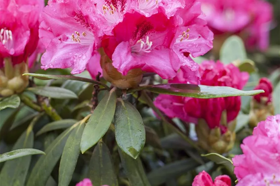 Yaku-Rhododendron 'Sneezy' 60-er Stamm, Topfgröße 10 Liter