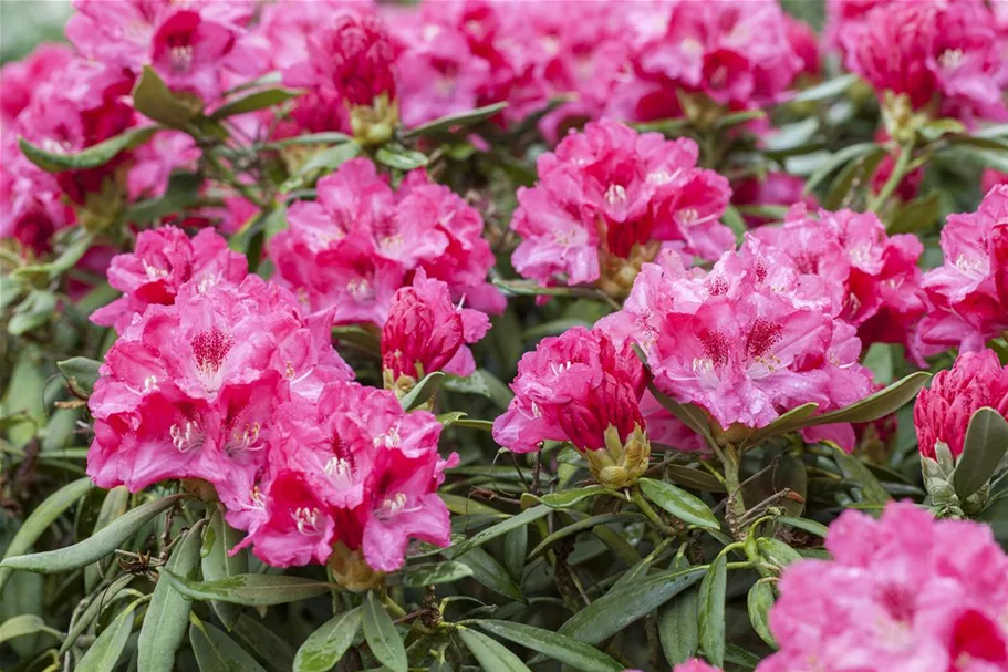 Yaku-Rhododendron 'Sneezy' 60-er Stamm, Topfgröße 10 Liter