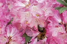 Yaku-Rhododendron 'Sneezy' 60-er Stamm, Topfgröße 10 Liter