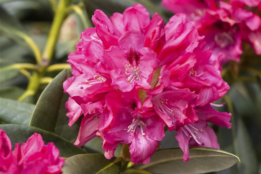 Yaku-Rhododendron 'Sneezy' 60-er Stamm, Topfgröße 10 Liter