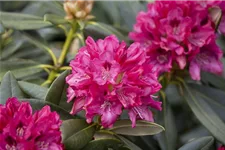 Yaku-Rhododendron 'Sneezy' 60-er Stamm, Topfgröße 10 Liter