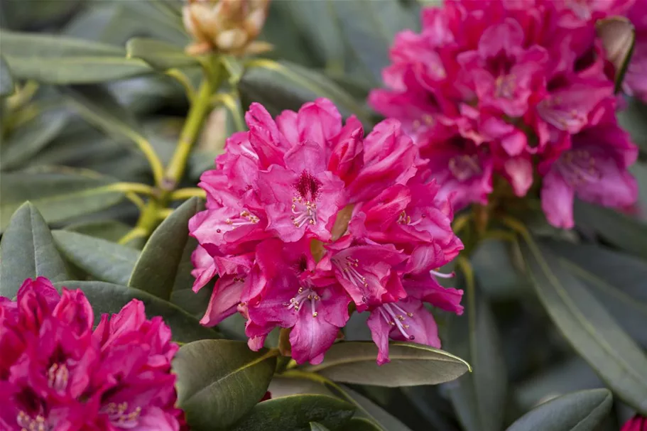 Yaku-Rhododendron 'Sneezy' 60-er Stamm, Topfgröße 10 Liter