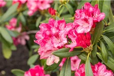 Yaku-Rhododendron 'Sneezy' 60-er Stamm, Topfgröße 10 Liter