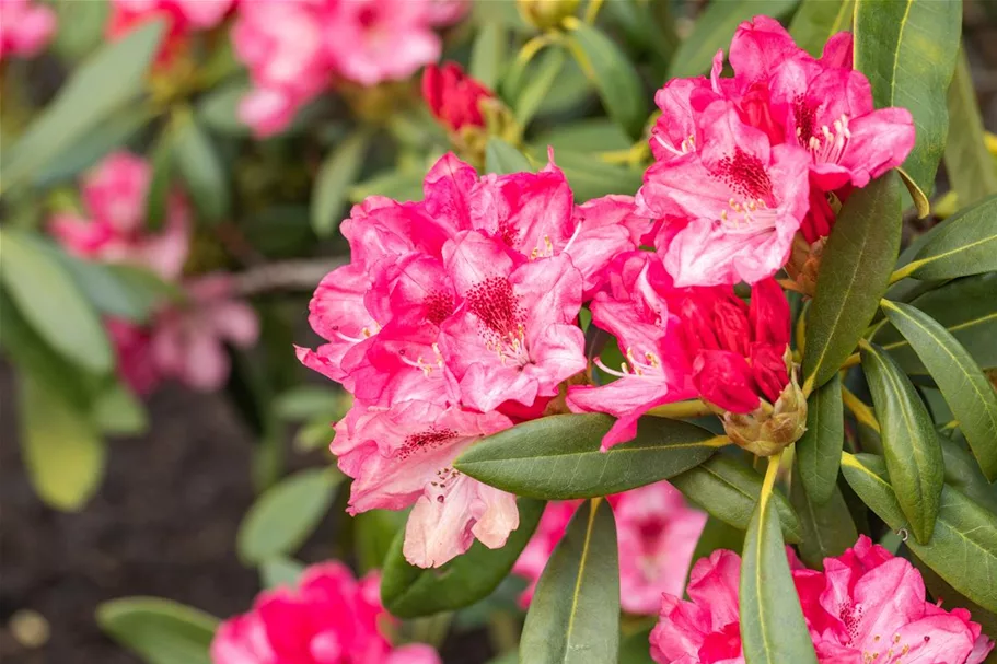 Yaku-Rhododendron 'Sneezy' 60-er Stamm, Topfgröße 10 Liter