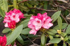 Yaku-Rhododendron 'Sneezy' 60-er Stamm, Topfgröße 10 Liter