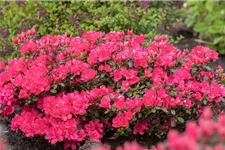 Yaku-Rhododendron 'Sneezy' 60-er Stamm, Topfgröße 10 Liter