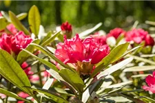 Yaku-Rhododendron 'Sneezy' 60-er Stamm, Topfgröße 10 Liter