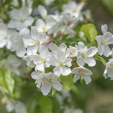 Zierapfel 'Fontana' -S-