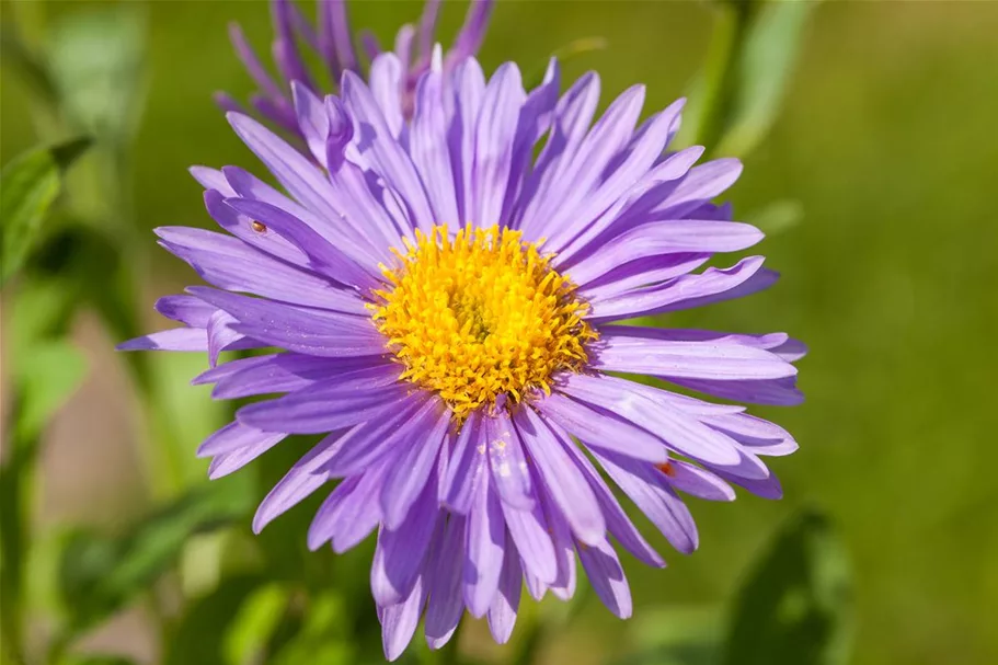 Alpen-Aster 'Dunkle Schöne' 9 x 9 cm Topf 0,5 Liter