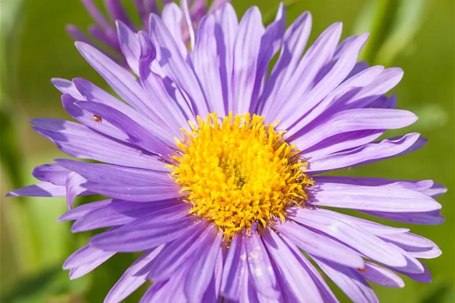 Alpen-Aster 'Dunkle Schöne' 9 x 9 cm Topf 0,5 Liter