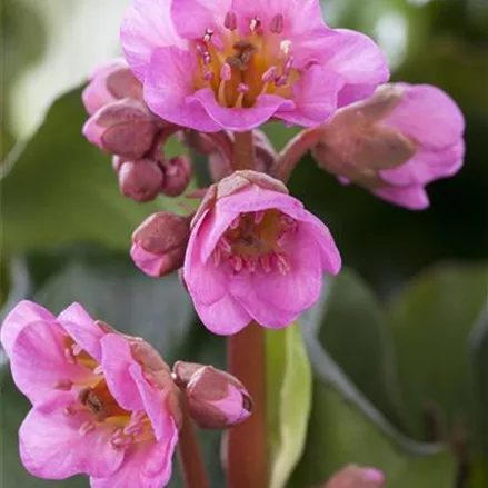 Bergenie 'Shoeshine Rose'