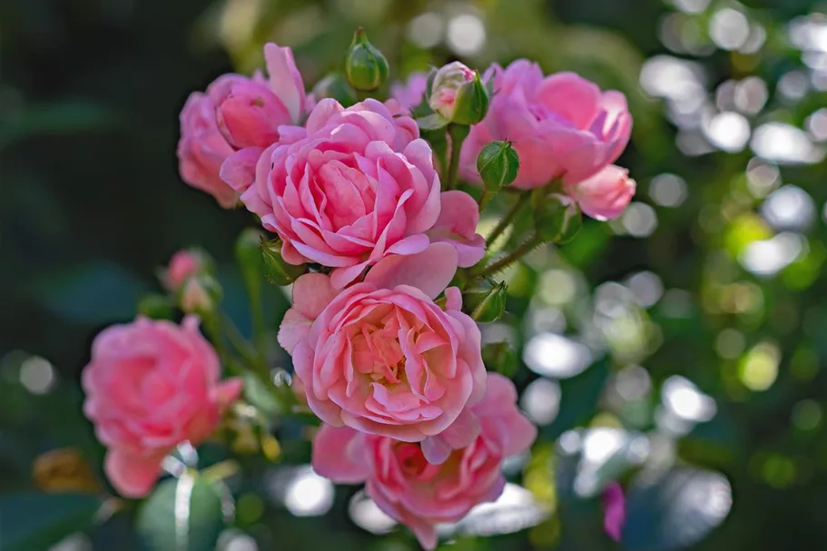 Bodendeckerrose 'The Fairy' 4 Liter Topf