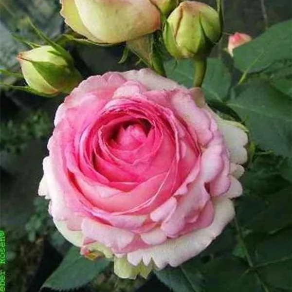 Strauchrose 'Eden Rose 85'®