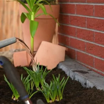 Kaiserkrone - Einpflanzen im Garten