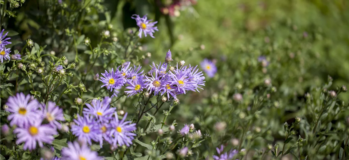 Sommer-Aster 'Rudolf Goethe' 9 x 9 cm Topf 0,5 Liter