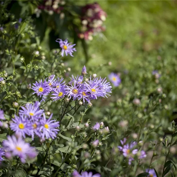 Sommer-Aster 'Rudolf Goethe'