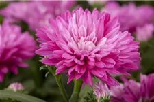 Glattblatt-Aster 'Carmen' 1 Liter Topf 