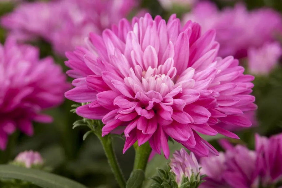 Glattblatt-Aster 'Carmen' 1 Liter Topf 