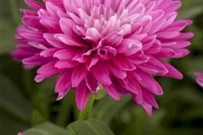 Glattblatt-Aster 'Carmen' 1 Liter Topf 