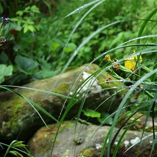 Pflanzensortiment: Steiniger Bachlauf-Uferbepflanzung