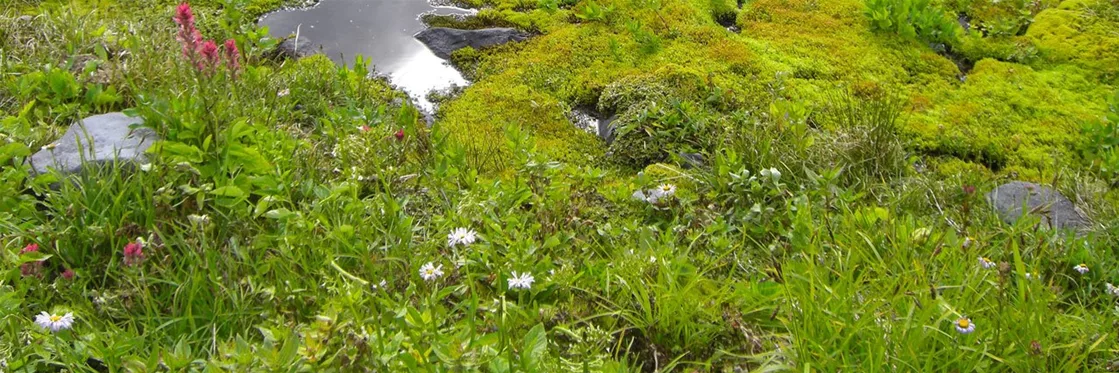 Wiesenbach Bachlaufpflanzen