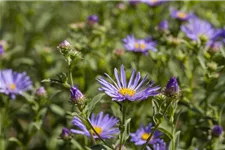 Sommer-Aster 'Sternkugel' 9 x 9 cm Topf 0,5 Liter