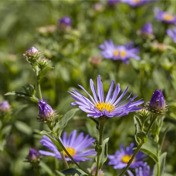 Sommer-Aster 'Sternkugel'