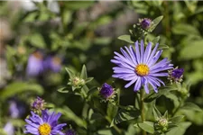 Sommer-Aster 'Sternkugel' 9 x 9 cm Topf 0,5 Liter