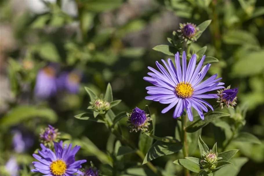 Sommer-Aster 'Sternkugel' 9 x 9 cm Topf 0,5 Liter