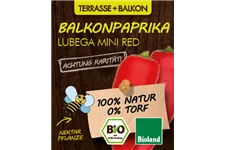 Bio Balkonpaprika rot 12 cm Topf