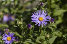 Sommer-Aster 'Sternkugel' 9 x 9 cm Topf 0,5 Liter