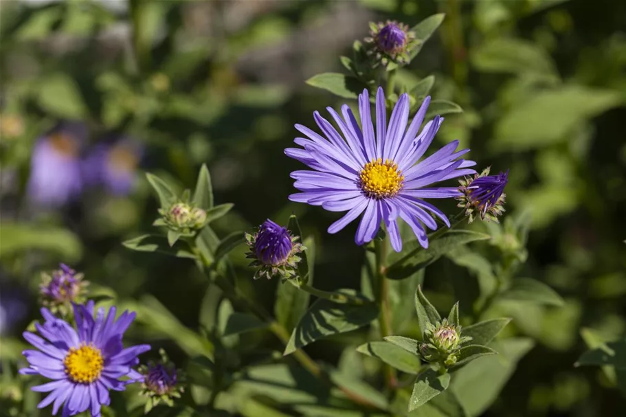 Sommer-Aster 'Sternkugel' 9 x 9 cm Topf 0,5 Liter