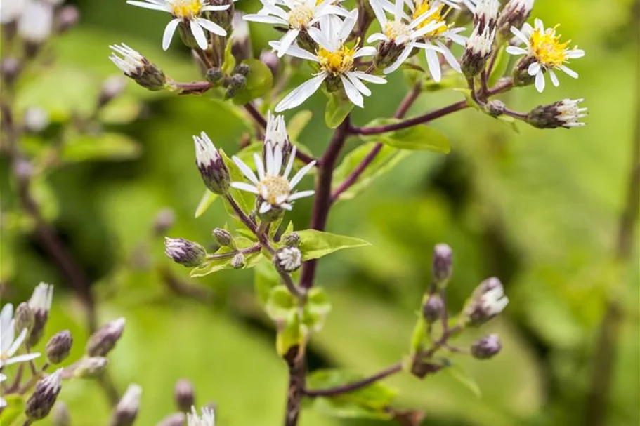 Sperrige Aster 'Tradescant' 9 x 9 cm Topf 0,5 Liter