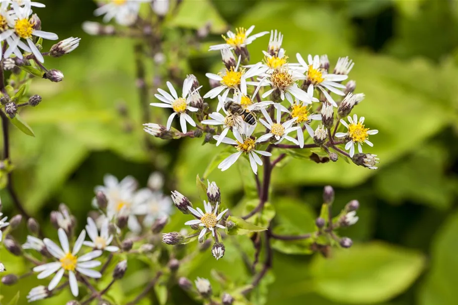 Sperrige Aster 'Tradescant' 9 x 9 cm Topf 0,5 Liter