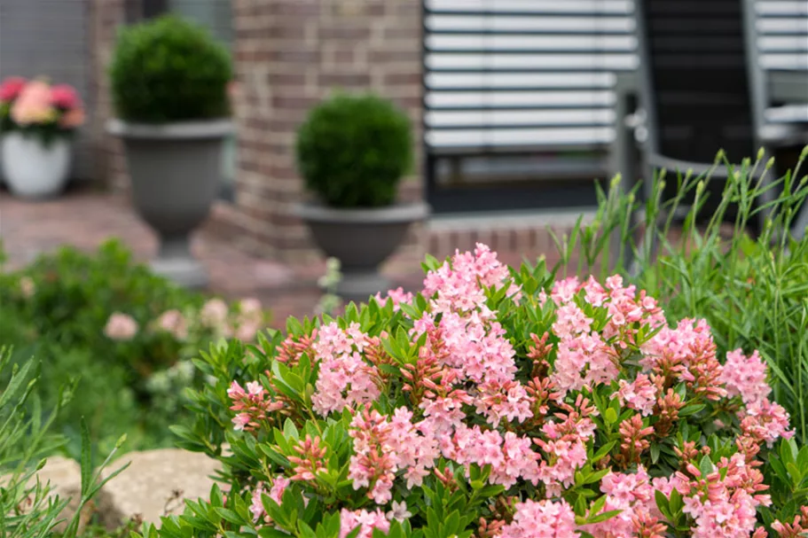 Rhododendron 'Bloombux'® Magenta -Set- Topf 2 Liter mit 3 Pflanzen 20-25 cm