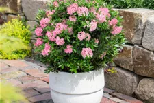 Rhododendron 'Bloombux'® Magenta -Set- Topf 2 Liter mit 3 Pflanzen 20-25 cm