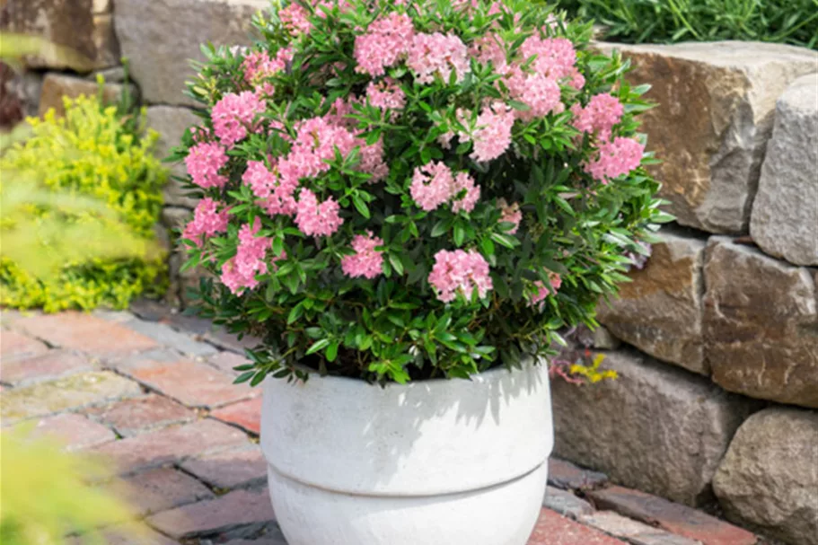 Rhododendron 'Bloombux'® Magenta -Set- Topf 2 Liter mit 3 Pflanzen 20-25 cm