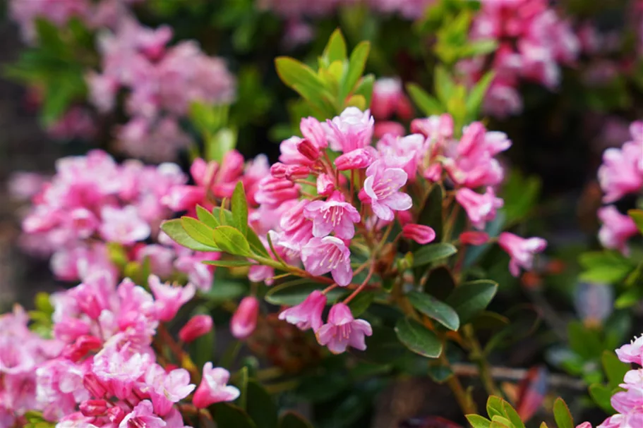 Rhododendron 'Bloombux'® Magenta -Set- Topf 2 Liter mit 3 Pflanzen 20-25 cm