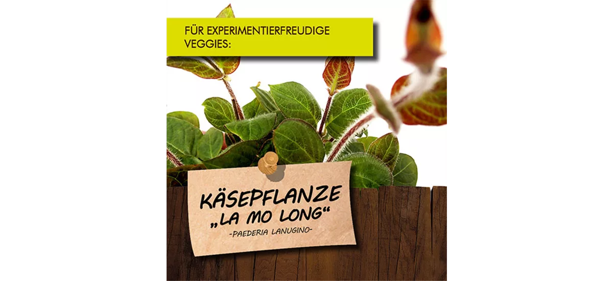 Bio Käsepflanze "La Mo Long" Kräutertopf 12 cm Käsepflanze "La Mo Long"