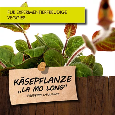 Bio Käsepflanze "La Mo Long"