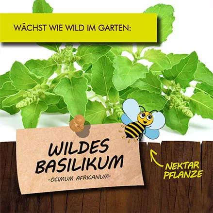 Bio Wildes Basilikum