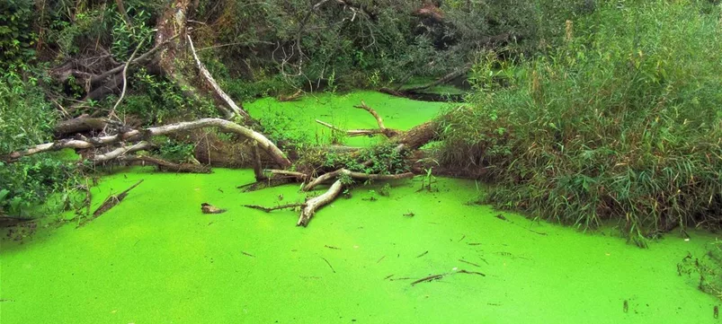 Teichpflanzen als Wasserreiniger