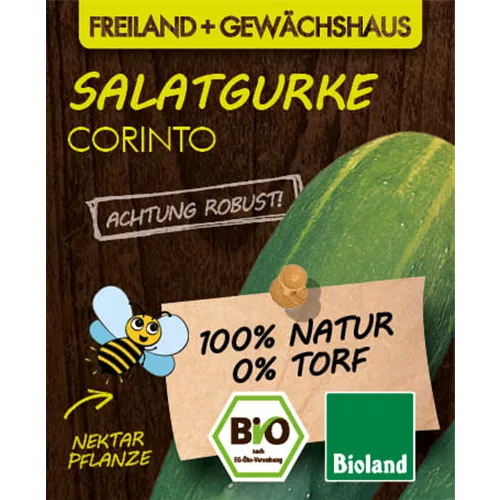 Bio Salatgurke 'Corinto'