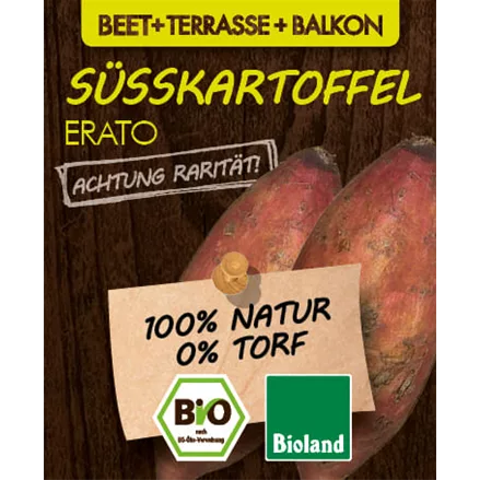 Bio Süßkartoffel 'Erato'