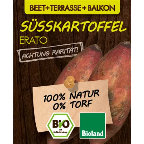 Bio Süßkartoffel 'Erato'