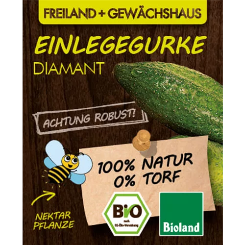 Bio Einlegegurke 'Diamant'